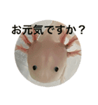 ウパ子の日常スタンプ編（個別スタンプ：10）