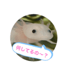 ウパ子の日常スタンプ編（個別スタンプ：12）
