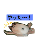 ウパ子の日常スタンプ編（個別スタンプ：20）