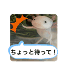ウパ子の日常スタンプ編（個別スタンプ：23）