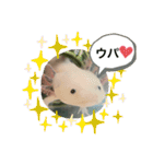 ウパ子の日常スタンプ編（個別スタンプ：24）