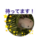 ウパ子の日常スタンプ編（個別スタンプ：26）