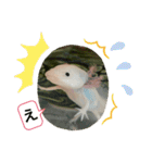 ウパ子の日常スタンプ編（個別スタンプ：27）