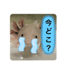 ウパ子の日常スタンプ編（個別スタンプ：28）