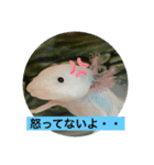 ウパ子の日常スタンプ編（個別スタンプ：31）