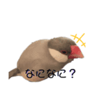 文鳥のふうと（個別スタンプ：3）
