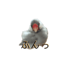 文鳥のふうと（個別スタンプ：7）