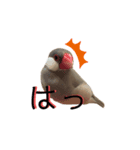 文鳥のふうと（個別スタンプ：8）