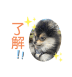 ミロスタンプ②（個別スタンプ：3）