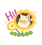 マンチカンのけまりちゃん3（個別スタンプ：6）