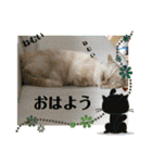 マンチカンのけまりちゃん3（個別スタンプ：8）