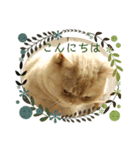 マンチカンのけまりちゃん3（個別スタンプ：11）