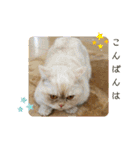 マンチカンのけまりちゃん3（個別スタンプ：12）