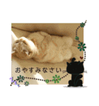 マンチカンのけまりちゃん3（個別スタンプ：13）