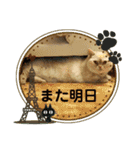 マンチカンのけまりちゃん3（個別スタンプ：15）