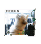 マンチカンのけまりちゃん3（個別スタンプ：17）
