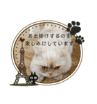 マンチカンのけまりちゃん3（個別スタンプ：20）