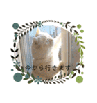 マンチカンのけまりちゃん3（個別スタンプ：22）