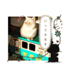 マンチカンのけまりちゃん3（個別スタンプ：23）