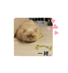 マンチカンのけまりちゃん3（個別スタンプ：28）