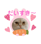 マンチカンのけまりちゃん3（個別スタンプ：31）