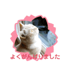 マンチカンのけまりちゃん3（個別スタンプ：37）