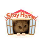 マンチカンのけまりちゃん3（個別スタンプ：39）