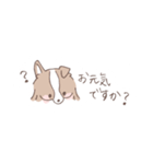 ボーダーコリーのゆる敬語スタンプ（個別スタンプ：19）