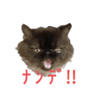 ほぼペルシャ猫(黒)（個別スタンプ：1）