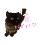 ほぼペルシャ猫(黒)（個別スタンプ：2）