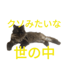 ほぼペルシャ猫(黒)（個別スタンプ：3）