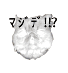 ほぼペルシャ猫(黒)（個別スタンプ：4）