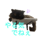 ほぼペルシャ猫(黒)（個別スタンプ：5）