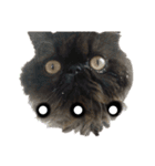 ほぼペルシャ猫(黒)（個別スタンプ：6）