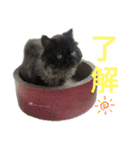 ほぼペルシャ猫(黒)（個別スタンプ：7）