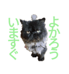 ほぼペルシャ猫(黒)（個別スタンプ：8）