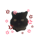 ほぼペルシャ猫(黒)（個別スタンプ：9）