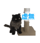 ほぼペルシャ猫(黒)（個別スタンプ：10）