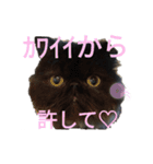 ほぼペルシャ猫(黒)（個別スタンプ：11）
