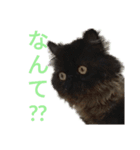 ほぼペルシャ猫(黒)（個別スタンプ：13）