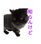 ほぼペルシャ猫(黒)（個別スタンプ：14）