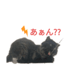 ほぼペルシャ猫(黒)（個別スタンプ：15）