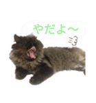 ほぼペルシャ猫(黒)（個別スタンプ：16）