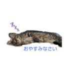 かわいいネコのスタンプ。うちのらいこ（個別スタンプ：1）