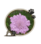 お花で遊ぼう12（個別スタンプ：13）