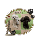トイプードルのくもこ（個別スタンプ：1）
