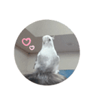 うちのかわいいピノちゃん（個別スタンプ：1）