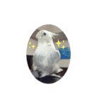 うちのかわいいピノちゃん（個別スタンプ：2）