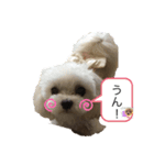可愛い❤️ワンちゃん20（個別スタンプ：3）