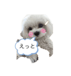 可愛い❤️ワンちゃん20（個別スタンプ：6）